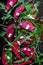 Beetroot salad, with goat cheese, hazelnut and rocket leaves