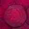 Beetroot slice background. Top view, close up