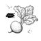 Beetroot vector drawing. Isolated hand drawn object. Vegetable engraved