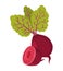 Beetroot vector.Fresh beetroot illustration