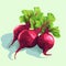 Beetroot vector illustration with green leaves on neutral background