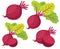 Beetroot vector illustrations