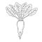Beetroot vegetable, Line illustration. Mangelwurzel.
