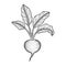 Beetroot vegetable sketch engraving vector