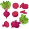 Beetroot, whole vegetable, half, slices, vector illustration