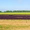 Beetroots in Portugal