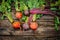 Beetroots on wooden background. Ripe yellow, orange and purple beets.