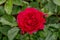 Beetrose `the Worth seeing`. Selected varieties of exquisite roses