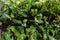 Beets in the garden. Beet leaves. A row of green with red cuttings leaves of young beets