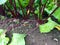 Beets growing in the garden