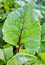 Beets growing in the garden. Beet plant. Beetroot leaf