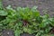 Beets in natural conditions. Beta vulgaris. Beet. Garden, field, farm