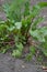 Beets in natural conditions. Beta vulgaris. Beet. Garden, field, farm. Table beet