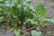 Beets in natural conditions. Beta vulgaris. Beet. Garden, field, farm. Table beet