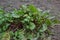 Beets in natural conditions. Beta vulgaris. Beet. Garden, field, farm. Table beet