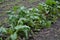 Beets in natural conditions. Beta vulgaris. Beet. Garden, field, farm. Table beet