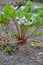 Beets in natural conditions. Beta vulgaris. Beet. Garden, field, farm. Table beet