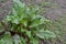 Beets in natural conditions. Beta vulgaris. Beet. Garden, field, farm. Table beet