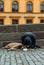 Beggar on the Charles bridge in Prague, Czech
