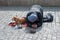 Beggar, homeless with Dog near Charles Bridge, Prague, Czech republic