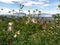 Beggar ticks or spanish needle flowers blooming over the mountain, beggar tick