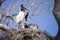 Begging behavior from Juvenile Jabiru Stork Chick