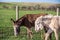 A Begging Burros in Custer State Park, Utah