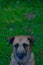 Begging dog on a green grass field