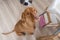 Begging dog in kitchen