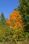 The beginning of autumn. Orange foliage of maple in green forest. Sunny day in fall season