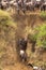 The beginning of crossing in Kenya. Masai Mara, Africa