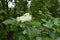 Beginning of florescence of Sorbus aria