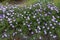 Beginning of florescence of violet Michaelmas daisies