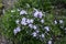 Beginning of florescence of violet phlox subulata in April