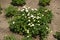 Beginning of florescence of white Chrysanthemums