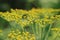 Beginning of flowering yellow fennel