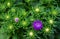 Beginning flowers of lilac asters bloom on a flowerbed in a city park