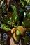 Beginning of the Jackfruit and the mature Jackfruit The Largest Fruit In The World konkan