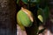 -Beginning of the Jackfruit and the mature Jackfruit The Largest Fruit In The World konkan Maharashtra