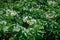 The beginning of potato blooming. The potato tops. Green leaves and white flowers. Potato