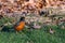 Beginning of spring, American Robin feeding on a green lawn with pile of remaining dead fall leaves in background