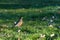 Beginning of spring, American Robin feeding in a lush green lawn with some remaining fall leaves