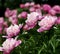 The beginning of the summer gives us the trouble to observe the flowering of peonies.