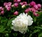 The beginning of the summer gives us the trouble to observe the flowering of peonies.