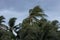 Beginning of tornado or hurricane winding and blowing coconut palms tree with dark storm clouds. Rainy season in the tropical