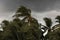 Beginning of tornado or hurricane winding and blowing coconut palms tree with dark storm clouds. Rainy season in the tropical