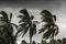 Beginning of tornado or hurricane winding and blowing coconut palms tree with dark storm clouds. Rainy season in the tropical