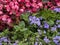 Begonia and ageratum flowers