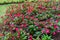 Begonia. Beautiful flowers of begonia.