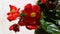 Begonia beautiful red flowers